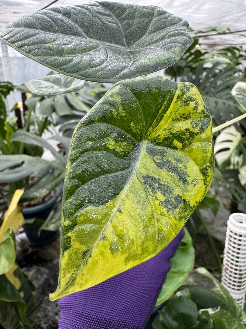 N*P様 激レア　アロカシア　マハラニ　ゴールド