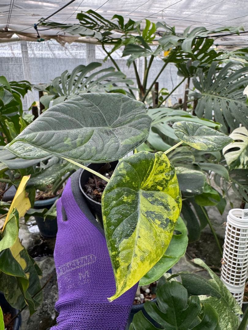 N*P様 激レア　アロカシア　マハラニ　ゴールド