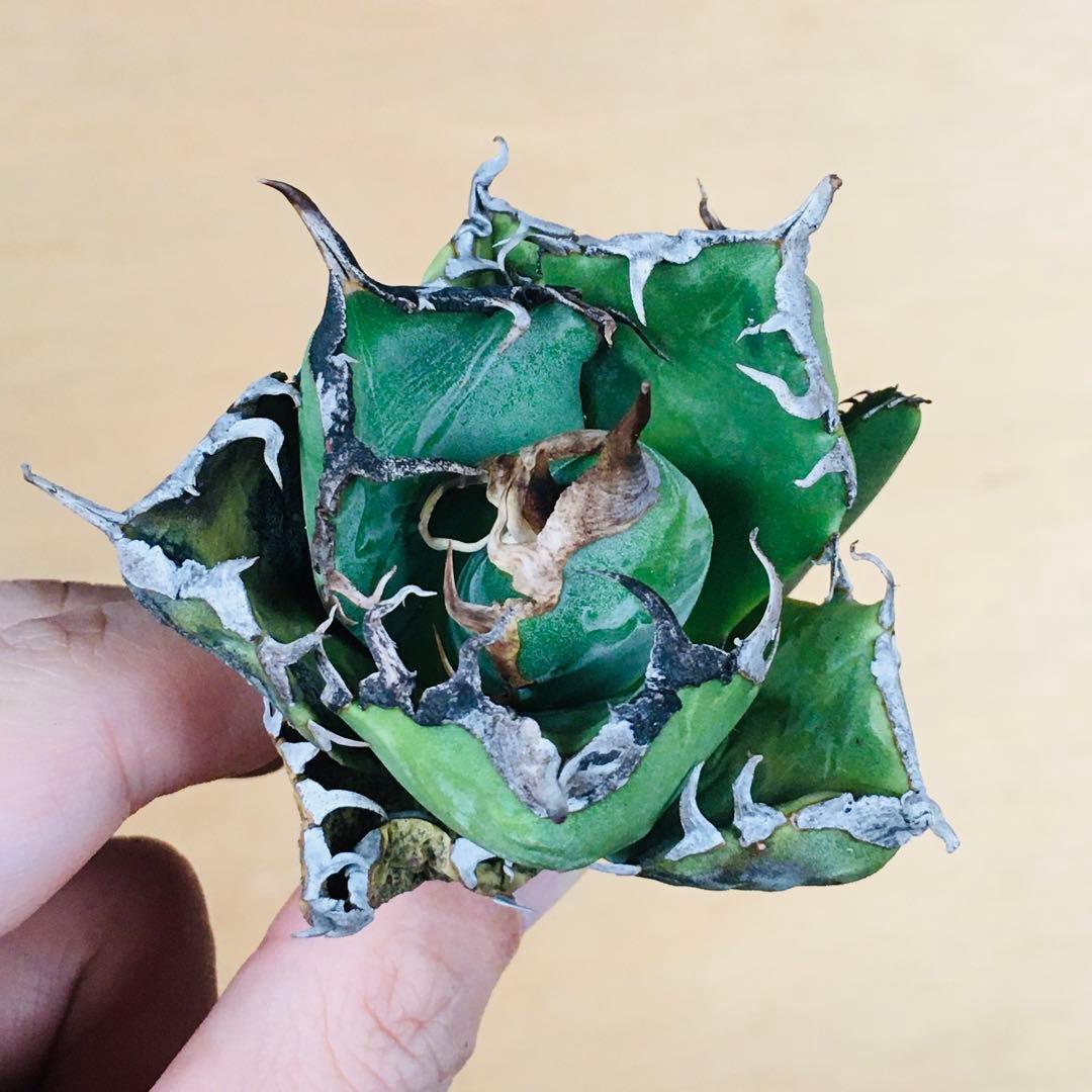 5 黒棘魔丸 コンパクト 肉厚丸短葉 ボールタイプ TC株 アガベ チタノタ アガベ チタノタ 魔丸 / MG-01 | アガベ専門店 モンスターハウス