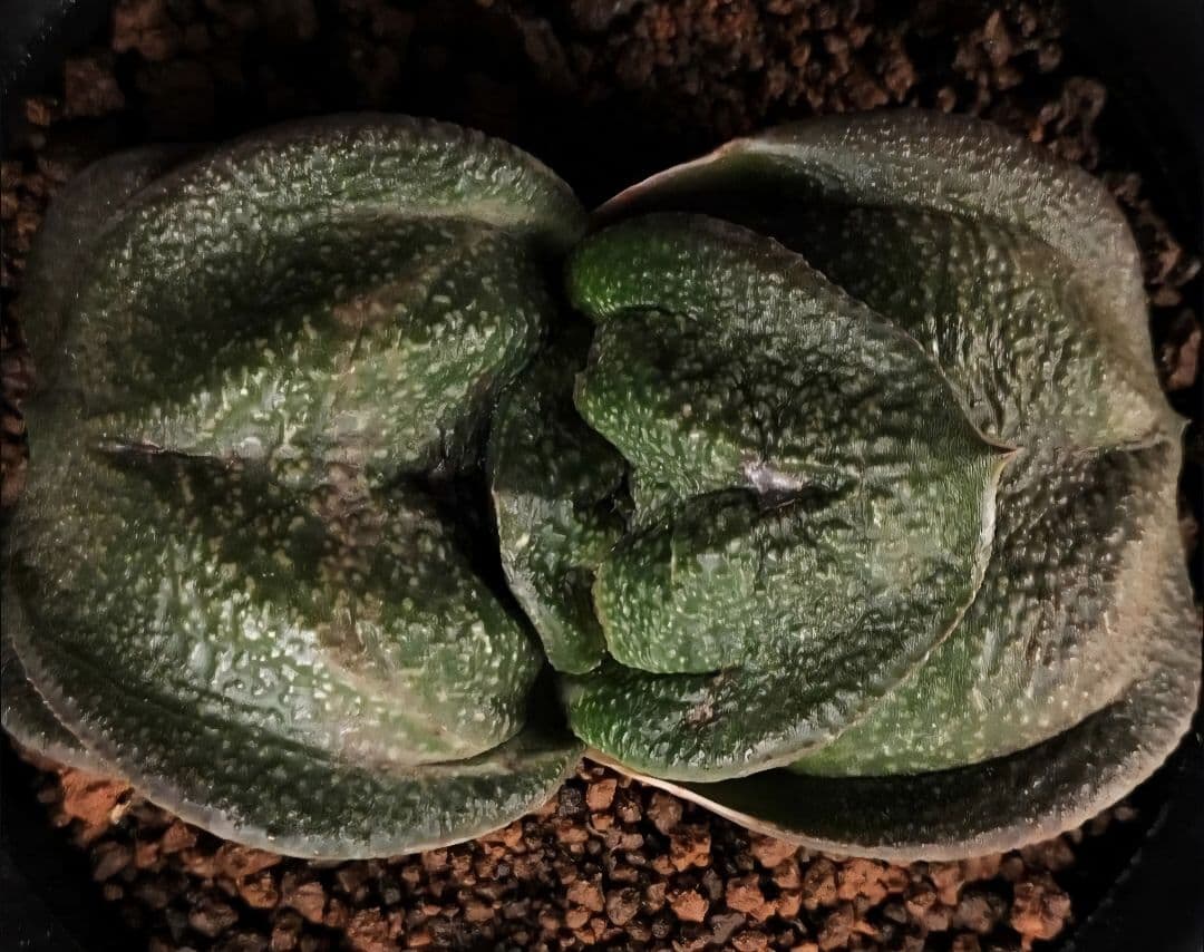 メルカリ便発送&ロウルサンコさんラベル付き☆多肉植物 ガステリア