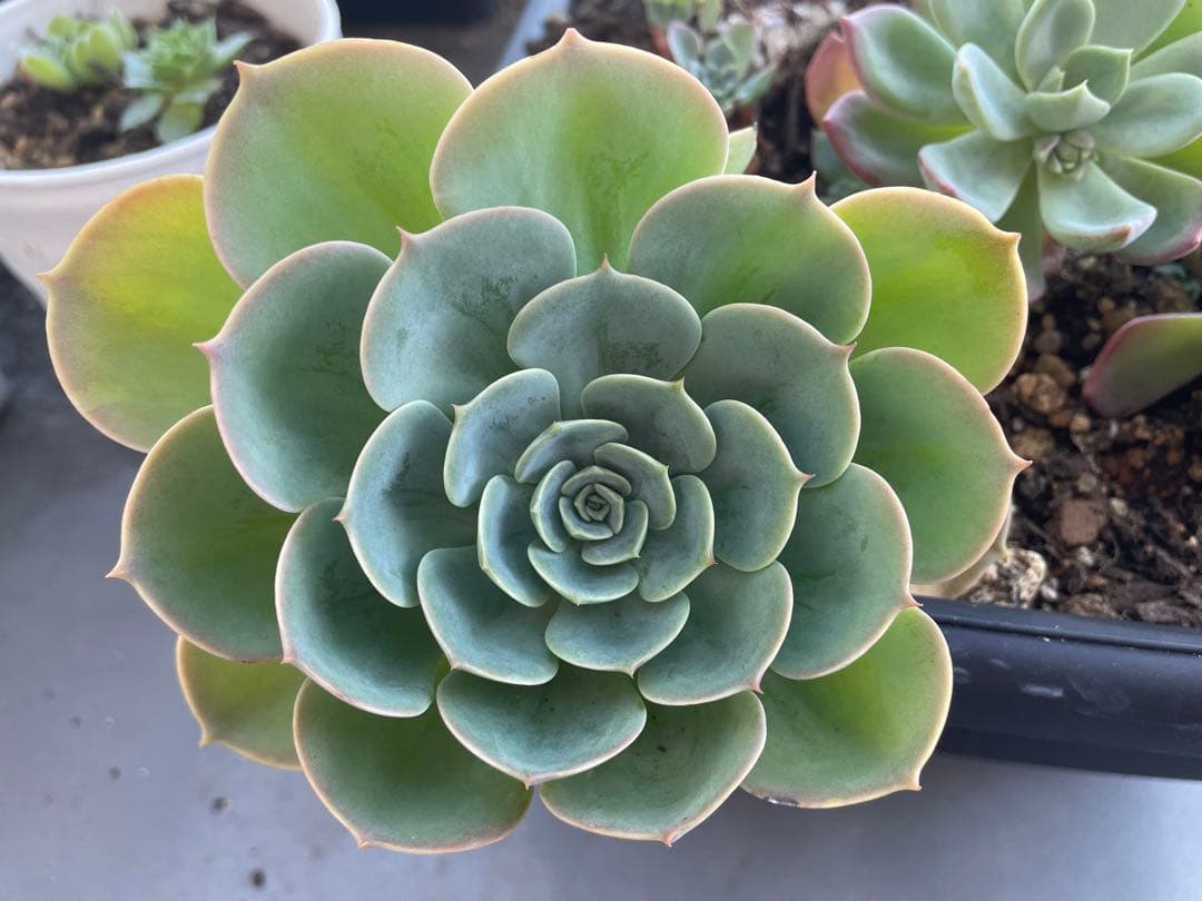 七福神⑦ エケベリア　多肉植物 楽天市場】エケベリア 七福神 多肉植物 タニクショクブツ 草幅9cm